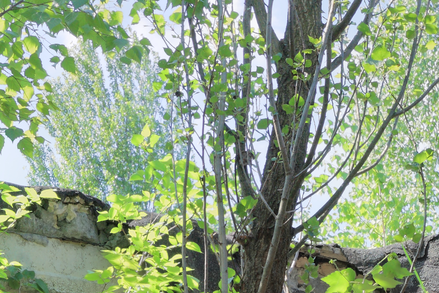 Fragment of #16. Ruined kindergarten 1, showing image detail.